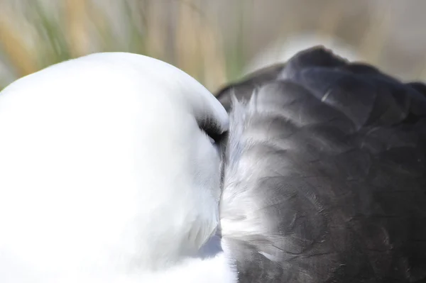 Острів Блека - Бродячого альбатроса — стокове фото