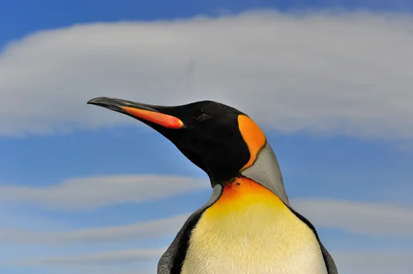 Güney Gürcistan Kral penguen — Stok fotoğraf