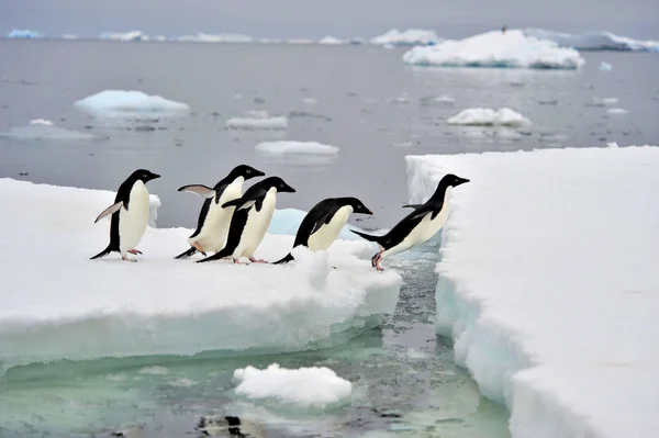 Pingüino Adelie en la nieve Imagen de stock