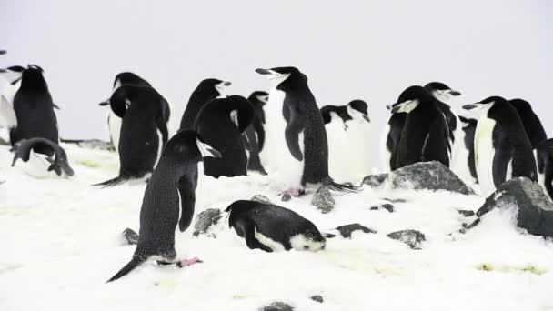 Pingüinos Chinstrap en el nido — Vídeo de stock