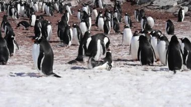 gentoo pengueni kolonisi
