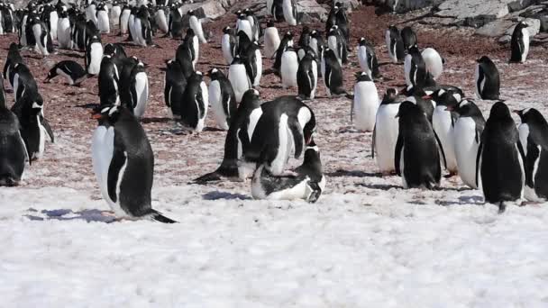 Colônia de pinguins Gentoo — Vídeo de Stock