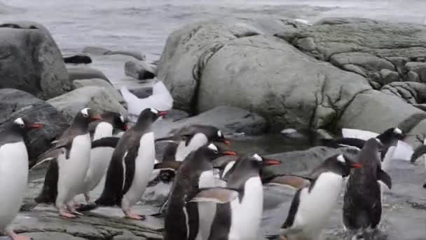 Ezelspinguïns op het strand — Stockvideo