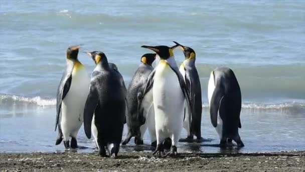 Tučňáci králové na pláži v Jižní Georgii — Stock video