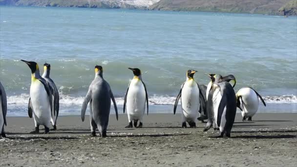 King Penguins στην παραλία της Νότιας Γεωργίας — Αρχείο Βίντεο