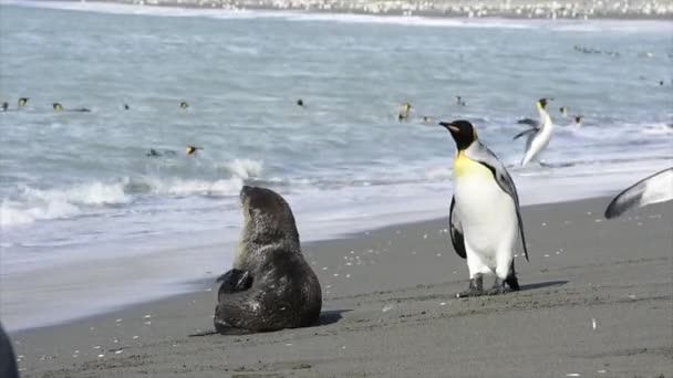 Rei Pinguins na praia na Geórgia do Sul — Vídeo de Stock