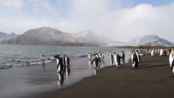 King Penguins på stranden i Sydgeorgien — Stockvideo