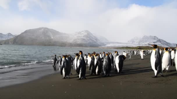 King Penguins op het strand in South Georgia — Stockvideo