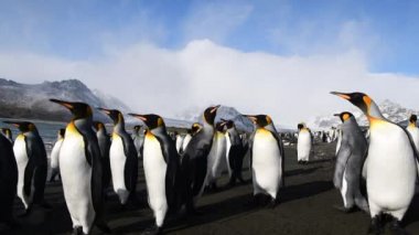 Güney Georgia sahillerindeki Kral Penguenler
