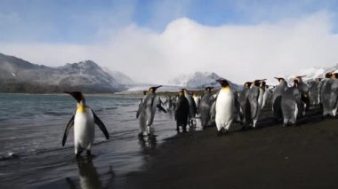 Güney Georgia sahillerindeki Kral Penguenler