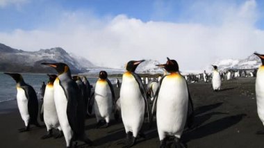 Güney Georgia sahillerindeki Kral Penguenler