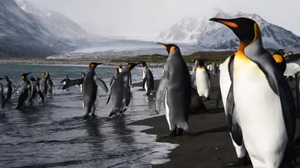 Güney Georgia sahillerindeki Kral Penguenler — Stok video