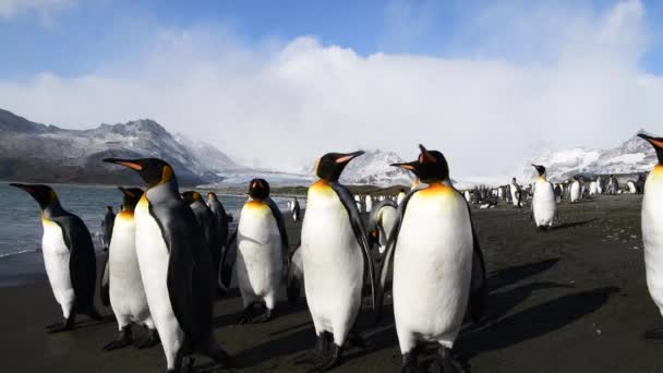 Rei Pinguins na praia na Geórgia do Sul — Vídeo de Stock