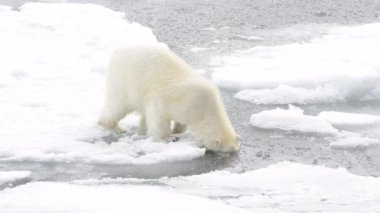 Kutup ayısı Kuzey Kutbu 'nda buzda yürüyor.