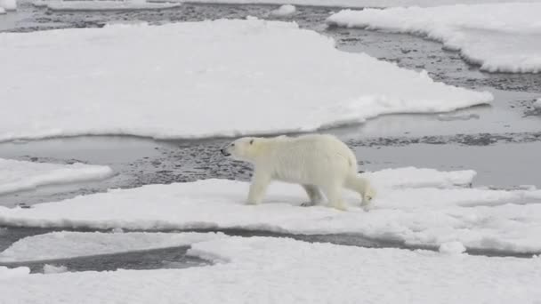 Oso polar caminando sobre el hielo en el Ártico — Vídeos de Stock