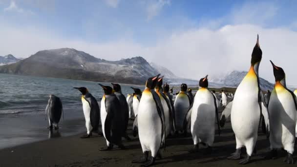 Rei Pinguins na praia na Geórgia do Sul — Vídeo de Stock