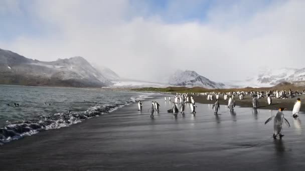 King Penguins στην παραλία της Νότιας Γεωργίας — Αρχείο Βίντεο