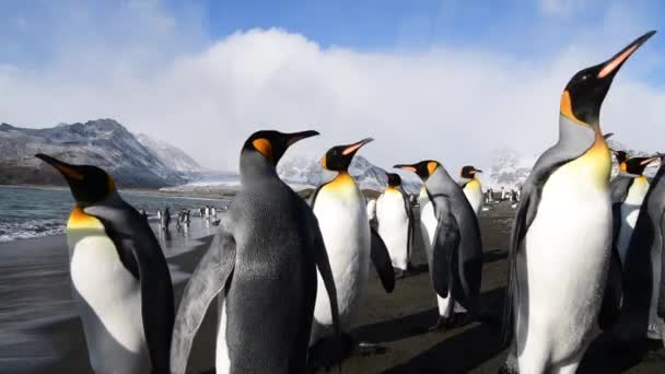 Güney Georgia sahillerindeki Kral Penguenler — Stok video