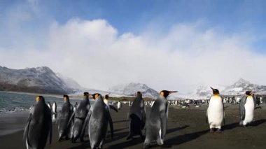 Güney Georgia sahillerindeki Kral Penguenler