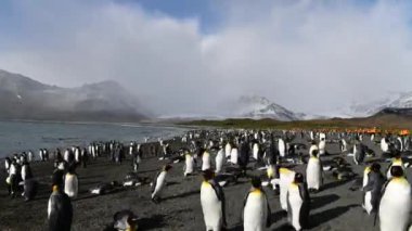 Güney Georgia sahillerindeki Kral Penguenler