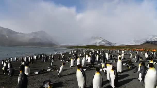 Rei Pinguins na praia na Geórgia do Sul — Vídeo de Stock