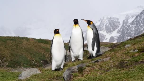 Pingouins roi sur la colline en Géorgie du Sud — Video