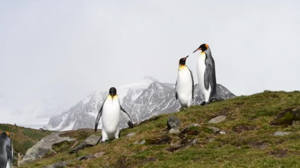 Pingouins roi sur la colline en Géorgie du Sud — Video
