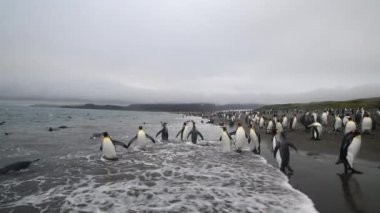 Güney Georgia sahillerindeki Kral Penguenler