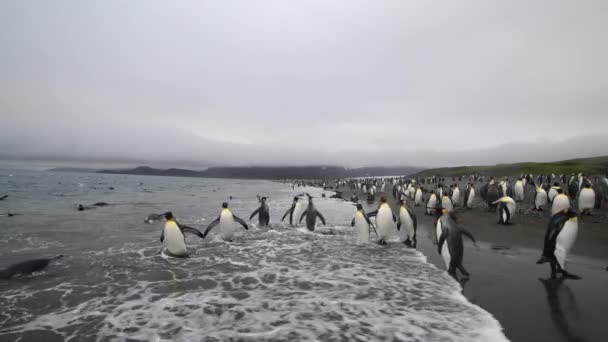 King Penguins sur la plage en Géorgie du Sud — Video