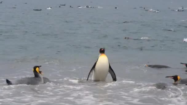 King Penguins στην παραλία της Νότιας Γεωργίας — Αρχείο Βίντεο