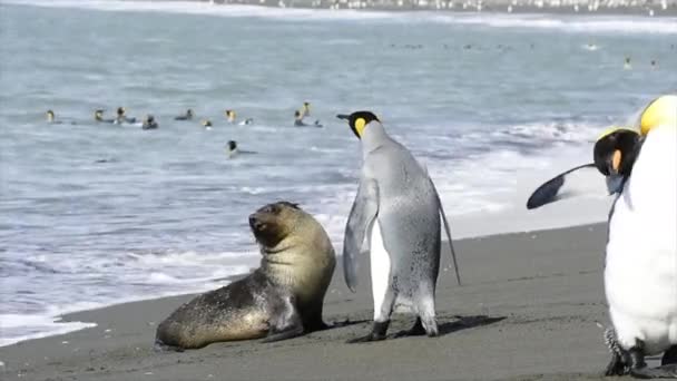 King Penguins sur la plage en Géorgie du Sud — Video