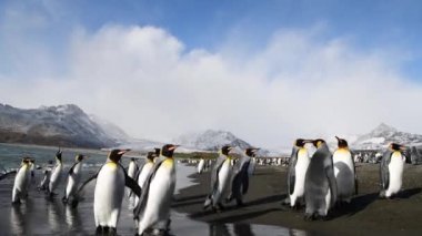 Güney Georgia sahillerindeki Kral Penguenler