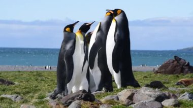 Güney Georgia sahillerindeki Kral Penguenler
