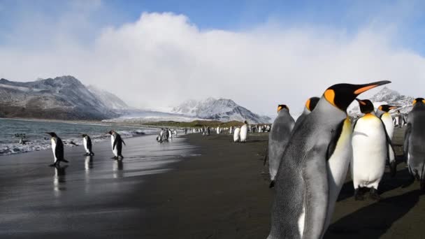 King Penguins sur la plage en Géorgie du Sud — Video