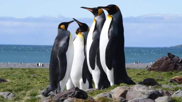 King Penguins sur la plage en Géorgie du Sud — Video