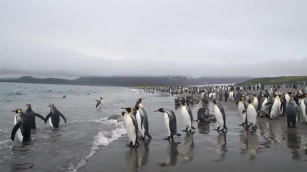 Король Пінгвінів на пляжі в Південній Джорджії. — стокове відео