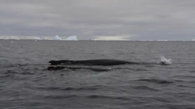 Humpback Whale logging in Antarctica