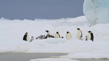 Antarktika 'da yavruları olan İmparator Penguenler