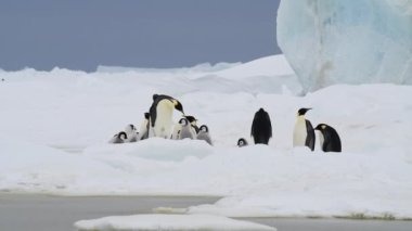 Antarktika 'da yavruları olan İmparator Penguenler