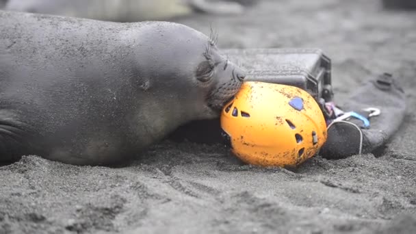 Elefantsälen leker med hjälmen på stranden — Stockvideo