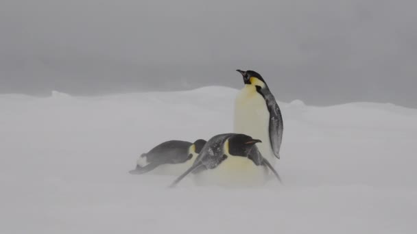 Pingvinek császár a havon az Antarktiszon — Stock videók