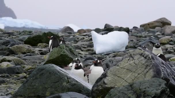 Gentoo Penguins en la playa en la Antártida — Vídeos de Stock