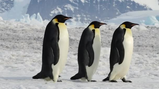 Kejsar Penguins på nära håll i Antarktis — Stockvideo