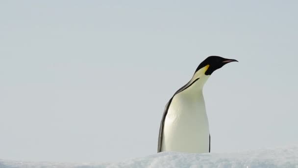 Emperador Pingüino de cerca en la Antártida — Vídeos de Stock