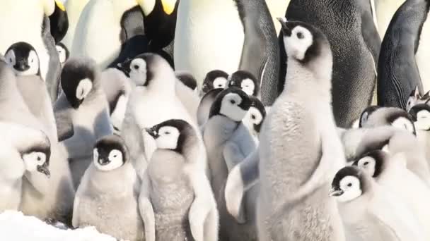 Emperador pingüinos polluelos en el hielo en la Antártida — Vídeo de stock