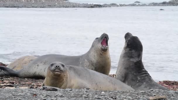 Морська слонова печатка в Антарктиді. — стокове відео