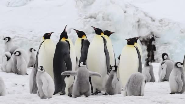 Empereur Pingouins avec des poussins de près en Antarctique — Video