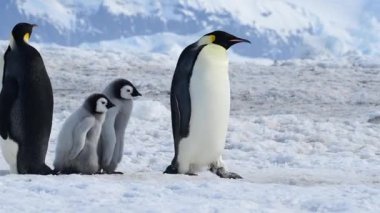 Antarktika 'da yavruları olan İmparator Penguenler