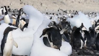 Antarktika 'da buzdaki Adelie Penguenleri