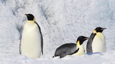 Antarktika 'da yavruları olan İmparator Penguenler